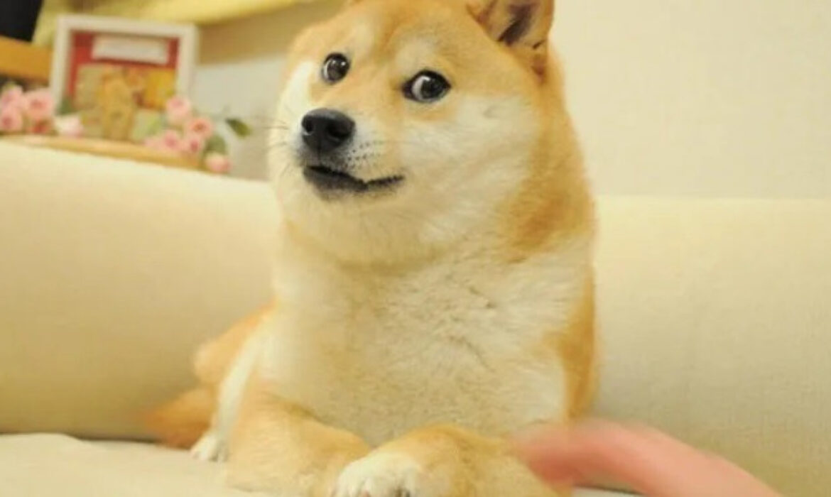 "Foi sem sofrimento": morre Kabosu, a cadela que inspirou o meme ‘Doge’